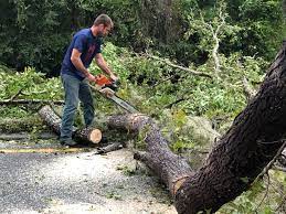 Trusted Girardville, PA Tree Services Experts