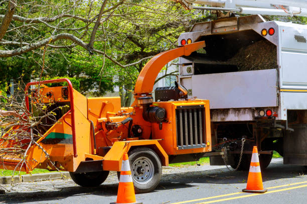 How Our Tree Care Process Works  in  Girardville, PA